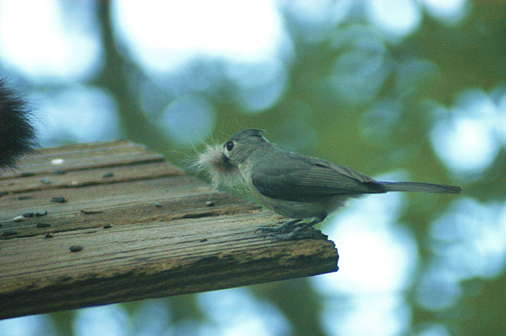 Raccoon_Fur-Titmouse-smallDSC_5248