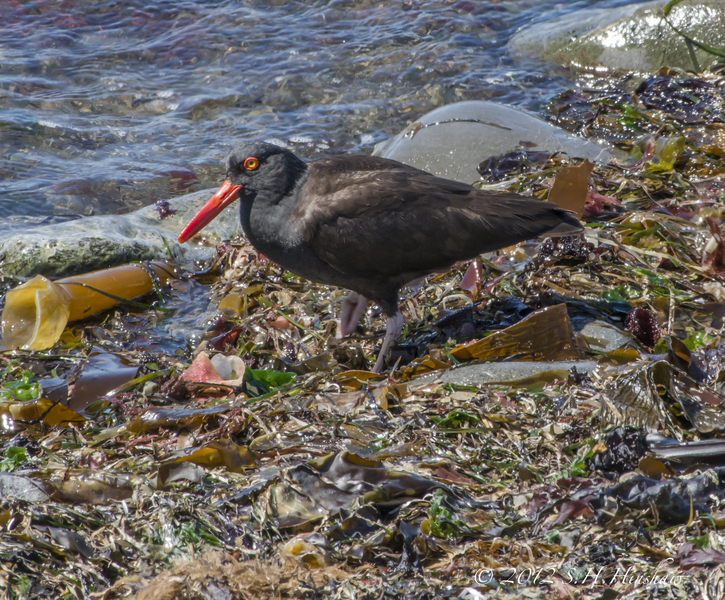 Charadriiformes