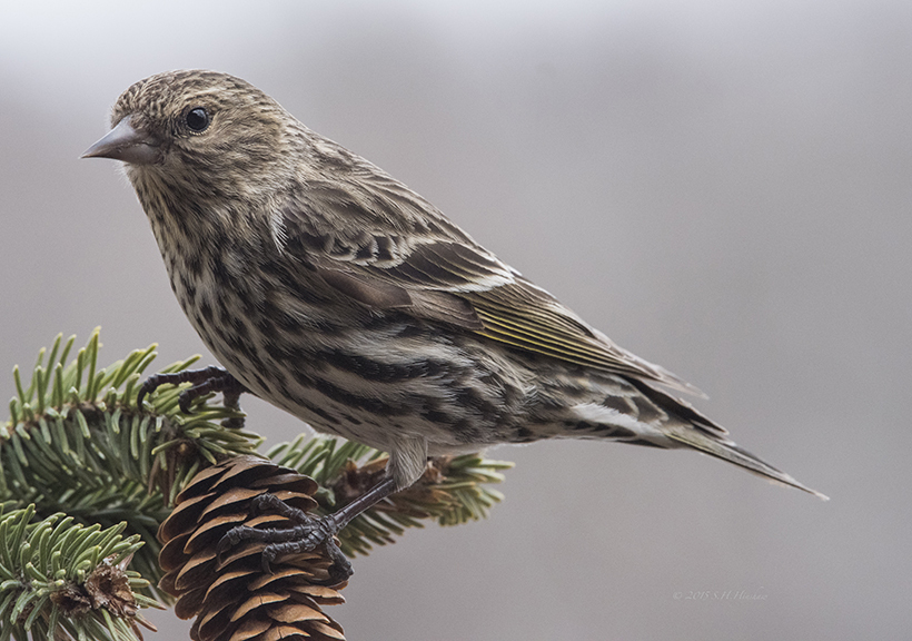 Carduelis pinus