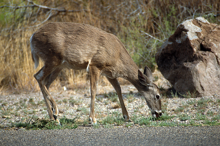 ADW: Odocoileus Virginianus: PICTURES