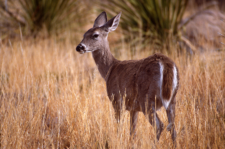 ADW: Odocoileus virginianus: PICTURES