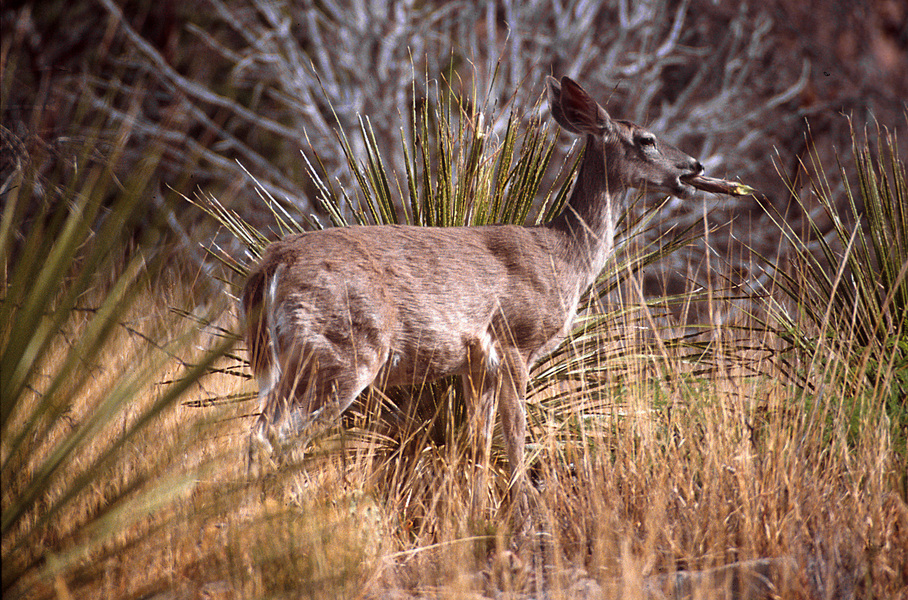 Odocoileus virginianus