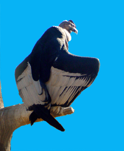 ADW: Vultur gryphus: INFORMATION