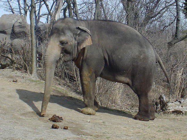 Asian Elephant Food Web