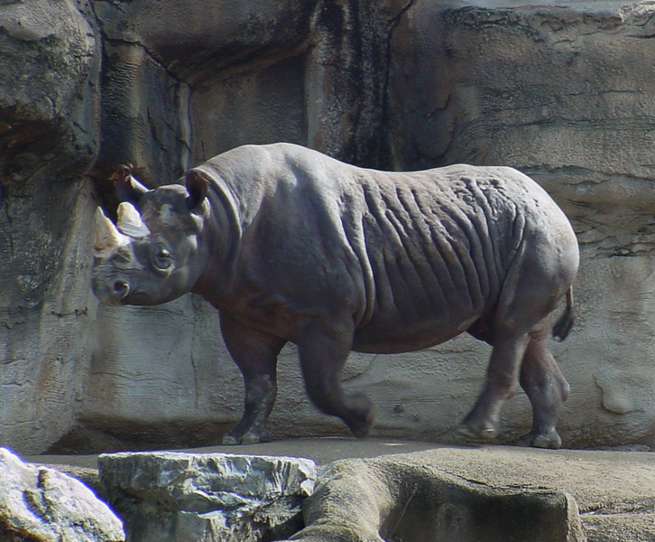 Rhinocerotidae