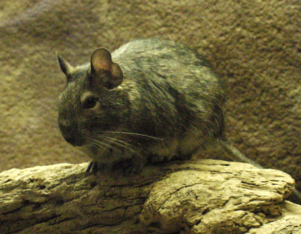 Wild degu sales