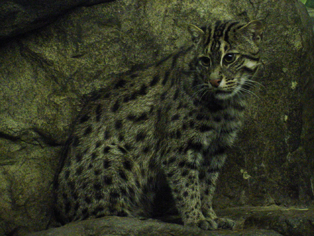 The Fishing Cat (Prionailurus viverrinus) which is endemic to South and  Southeast Asia has been globally classified as an endangered species by  IUCN in 2008. These feline beauties are larger than the