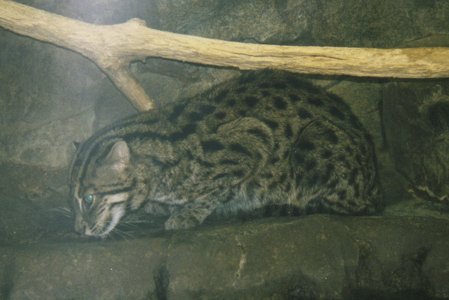 fishingcat