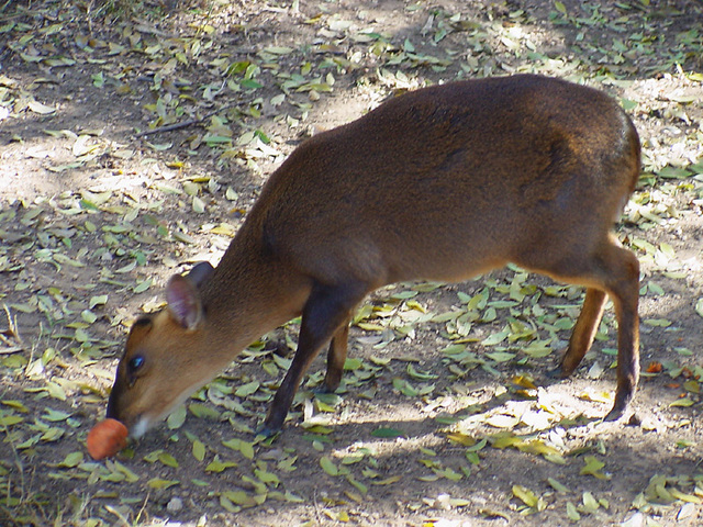 muntjac pet