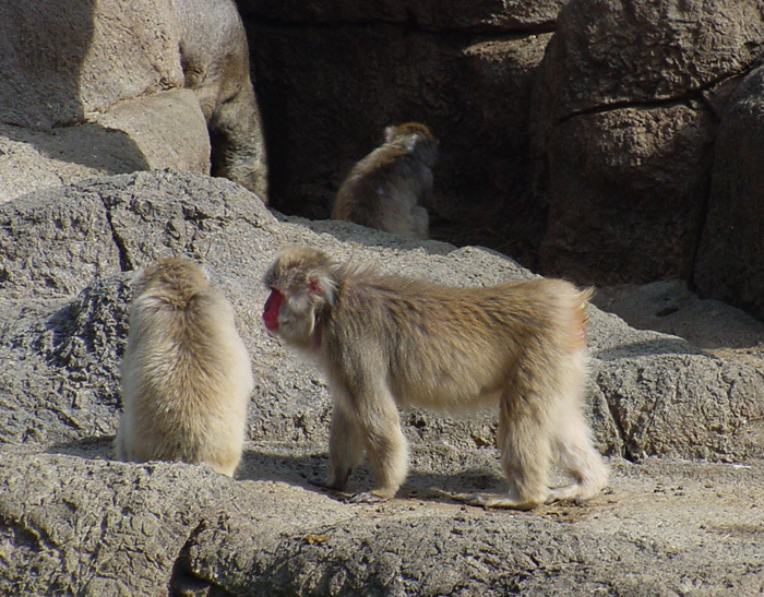 Macaca fuscata