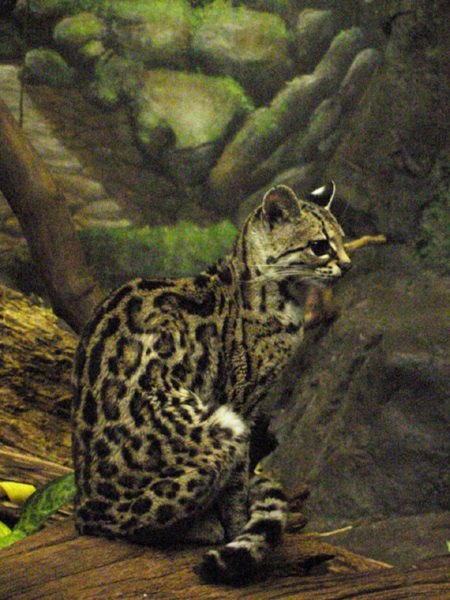 Leopardus