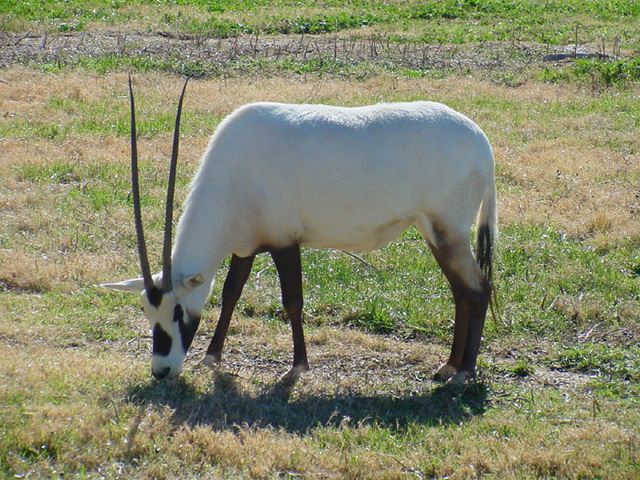 ADW: Oryx leucoryx: INFORMATION