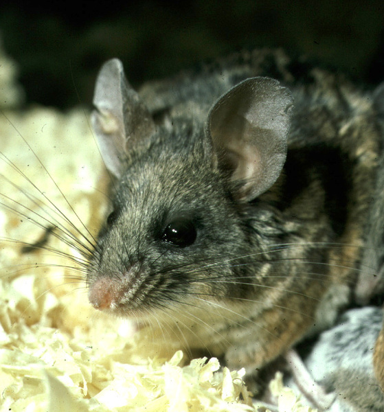 Peromyscus