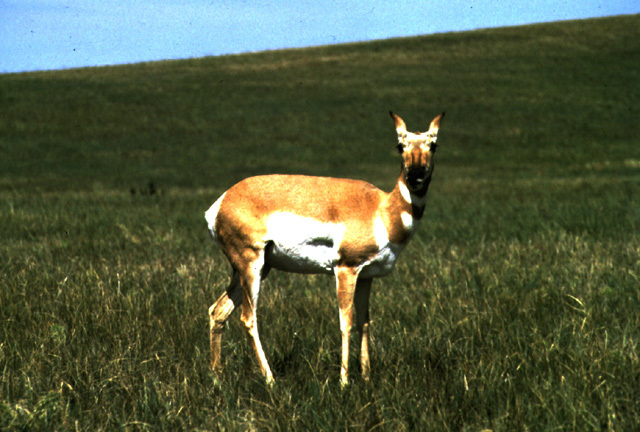 pronghorn