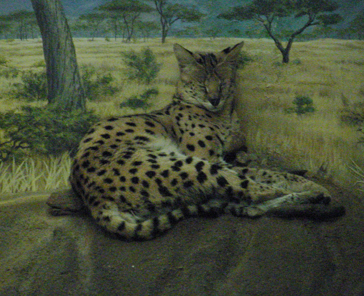 Leptailurus serval