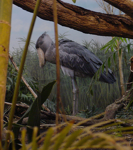 are shoebill storks friendly to humans