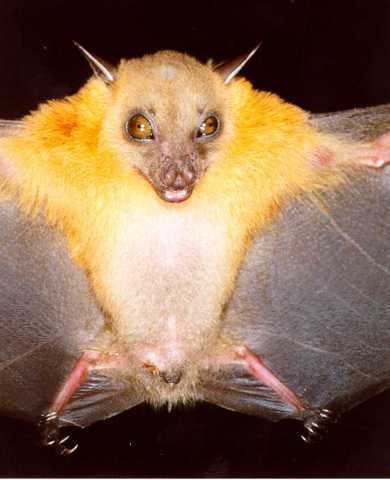 male fruit bat