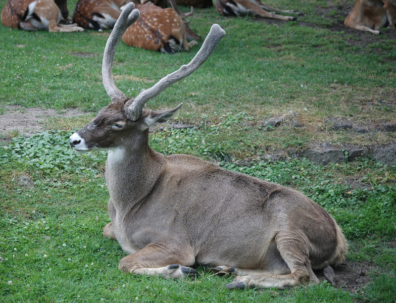 Przewalskium albirostris