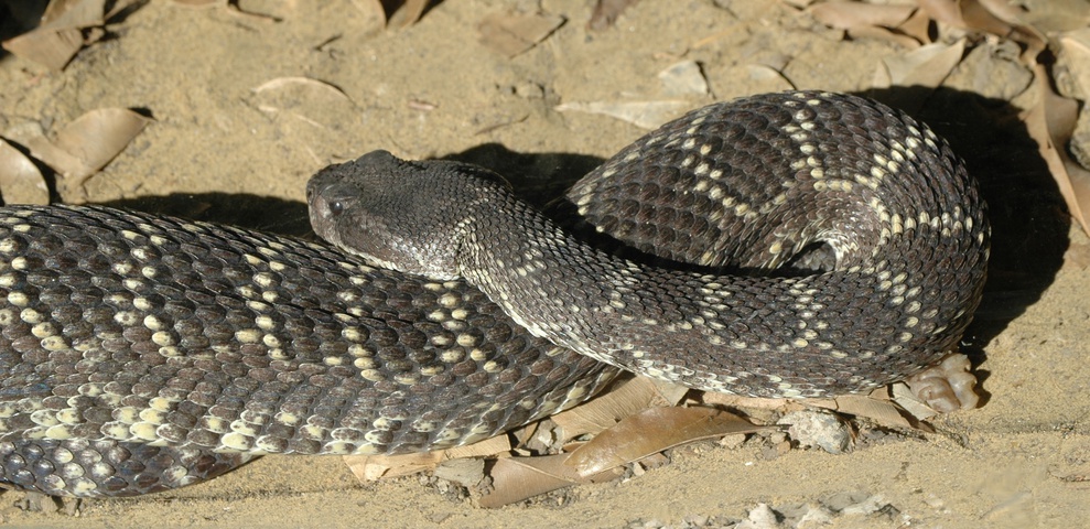 great basin rattlesnake range