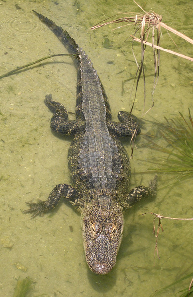 Alligator mississippiensis