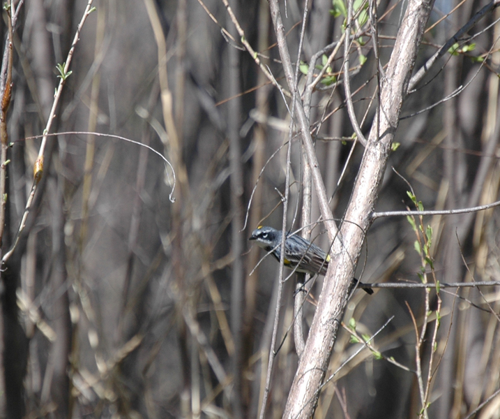 Dendroica coronata