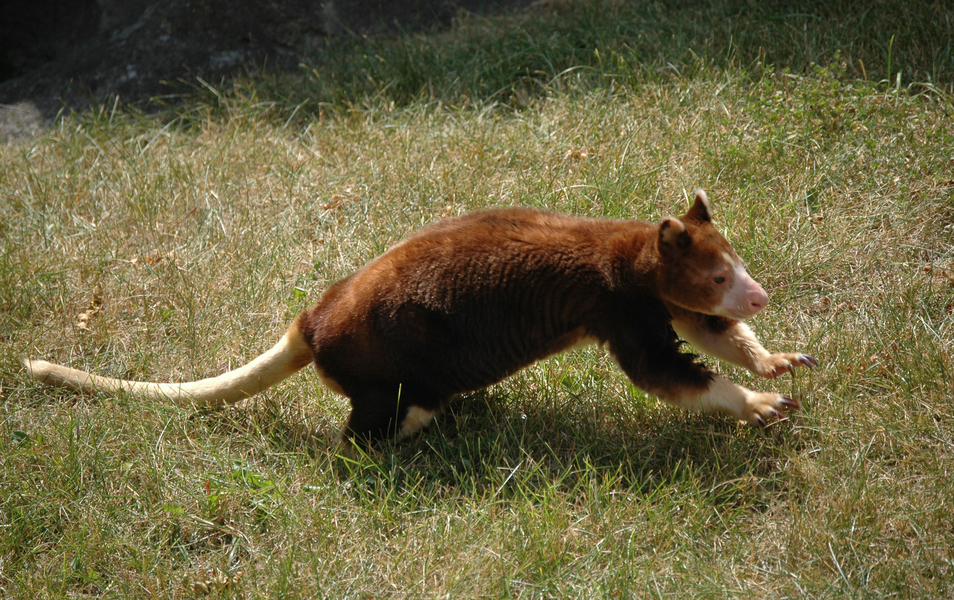 Dendrolagus matschiei