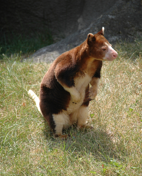 Macropodiformes