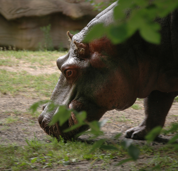 Hippopotamus amphibius