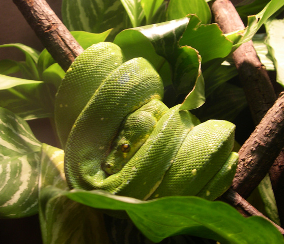 yellow tree python