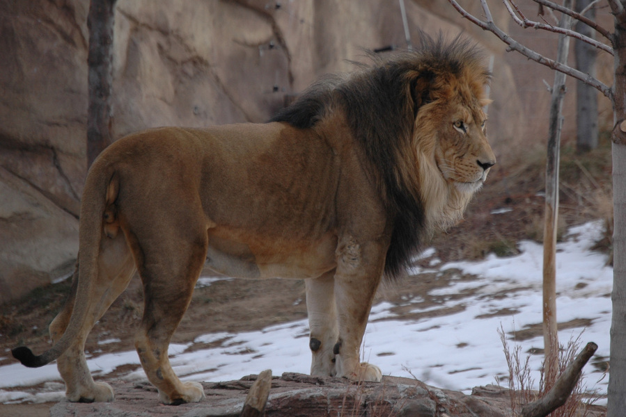 Adw Panthera Leo Pictures