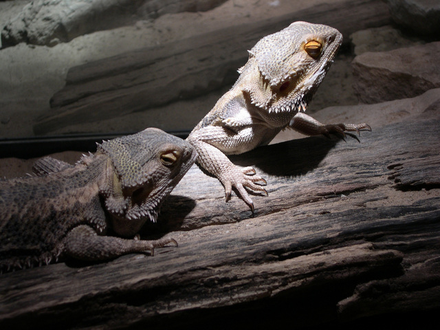 bearded dragon habitat map