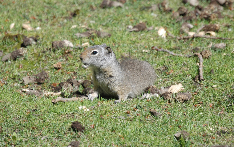 Photo of Spermophilus armatus