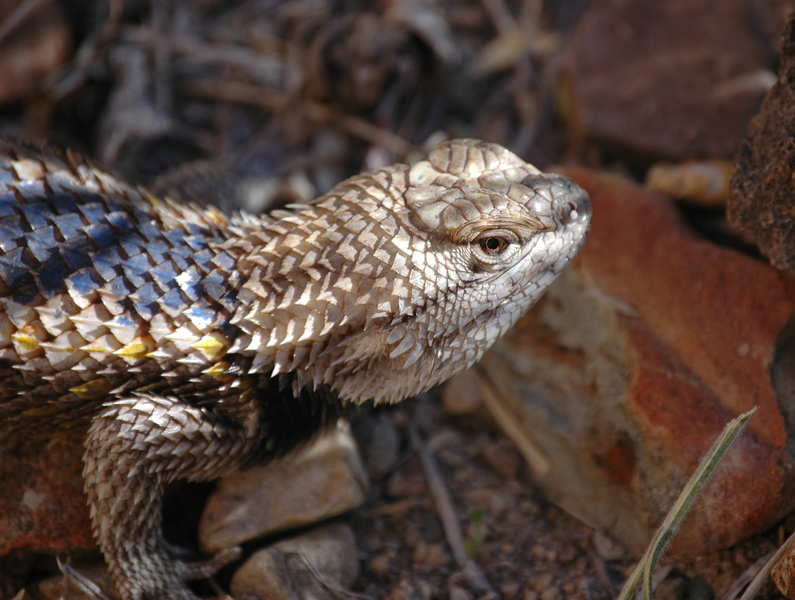 Sceloporus_magister1