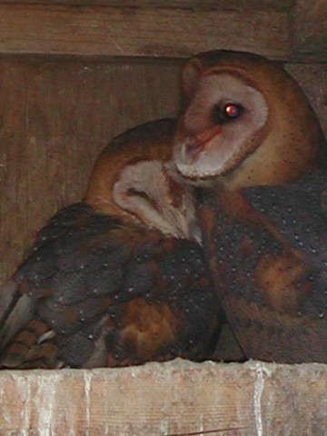 barn owl food web