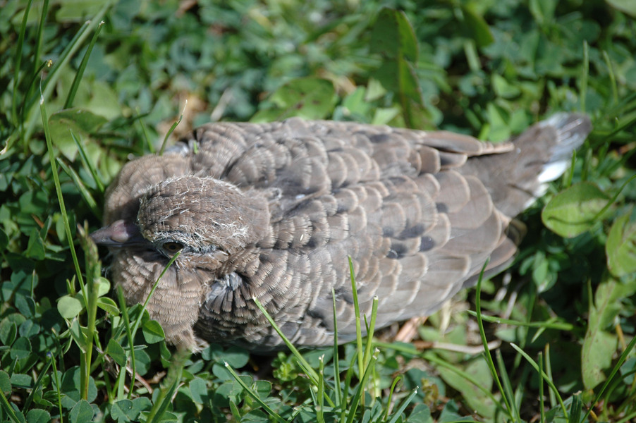 Columbidae