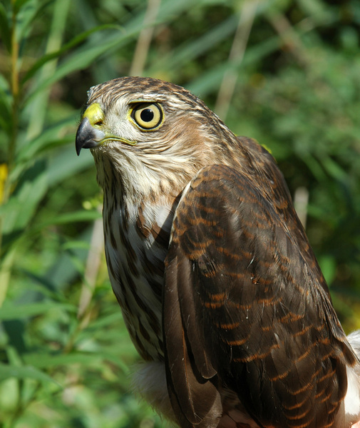 Accipiter