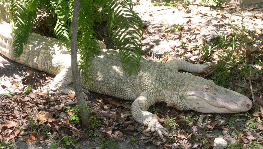 ADW: Alligator mississippiensis: INFORMATION