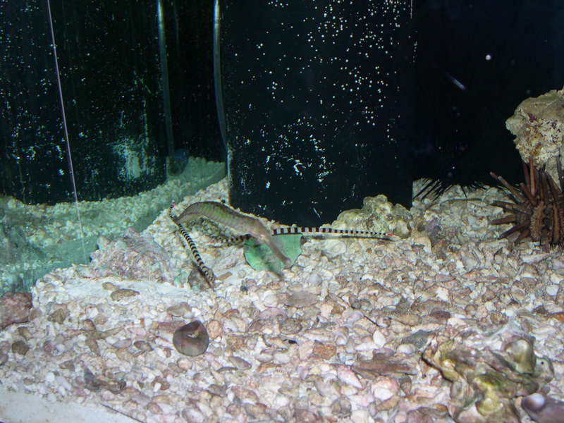 alligator_pipefish
