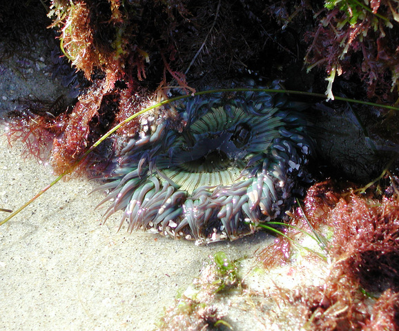 Photo of Anthopleura sola