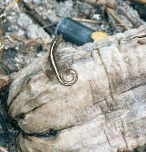 Deuterostomia