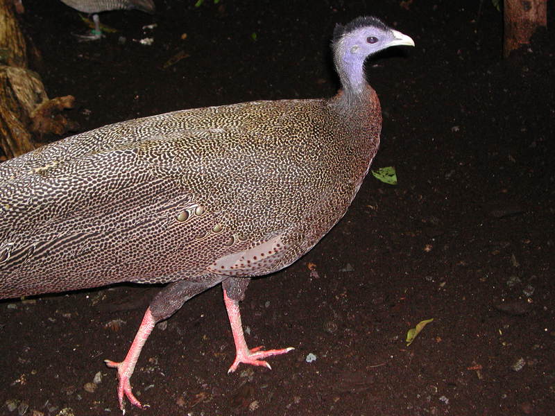 Galliformes