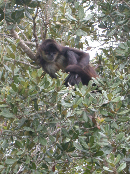 Ateles geoffroyi