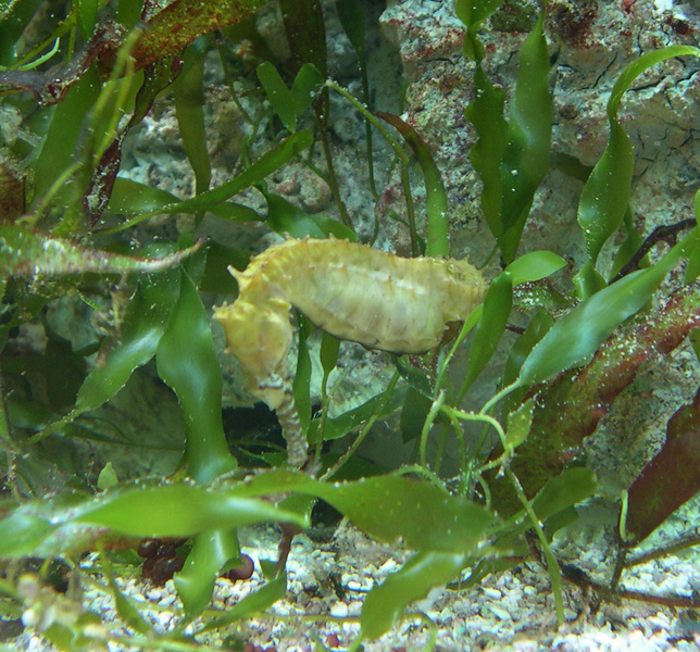 barboursseahorse