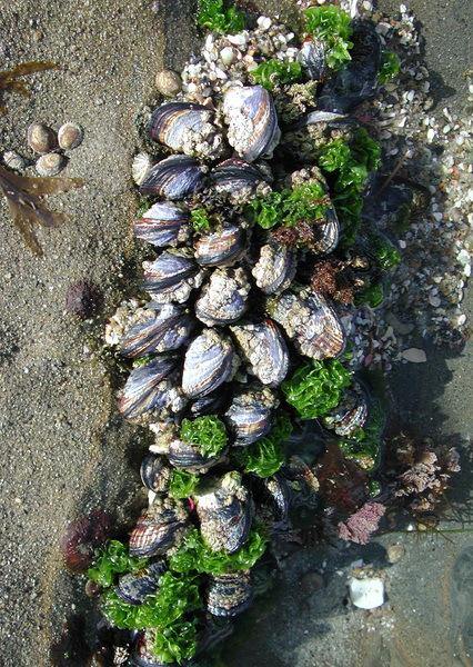 barnacles