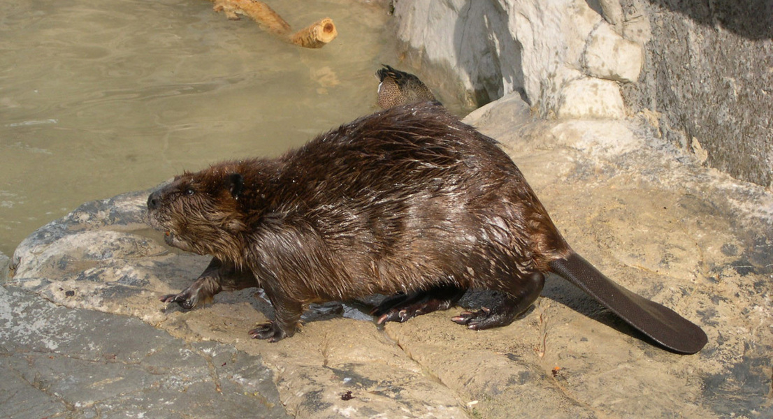 beaver2