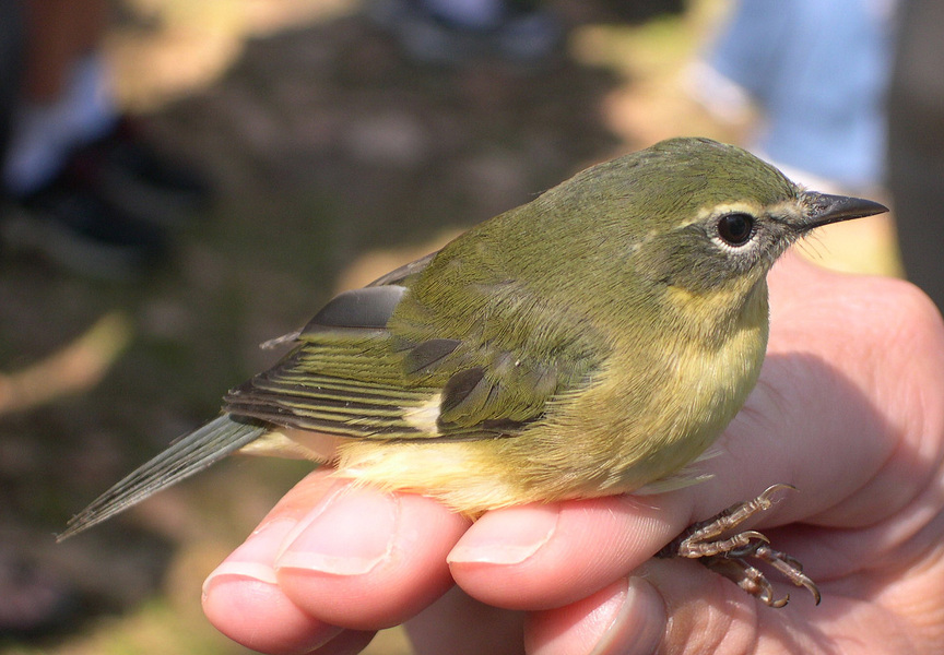 Dendroica caerulescens