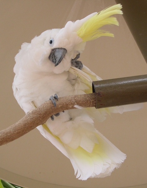 Cacatua