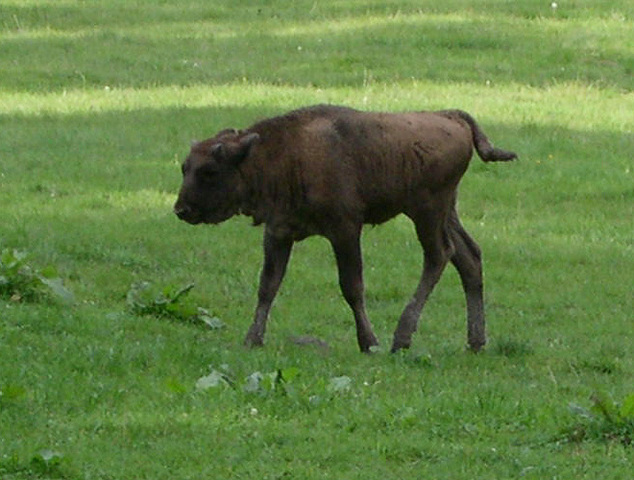 Photo of Bison bonasus