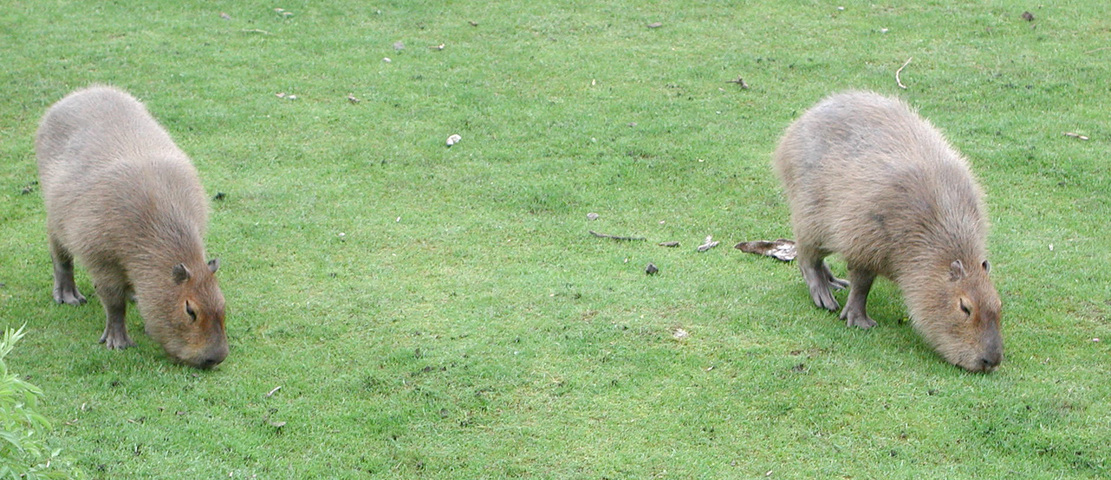 ADW Caviidae INFORMATION