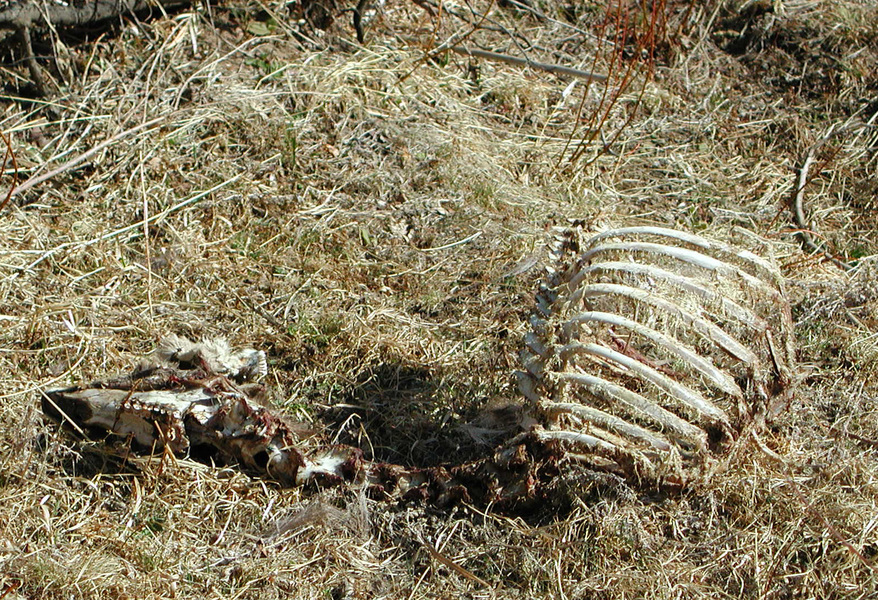 Odocoileus hemionus